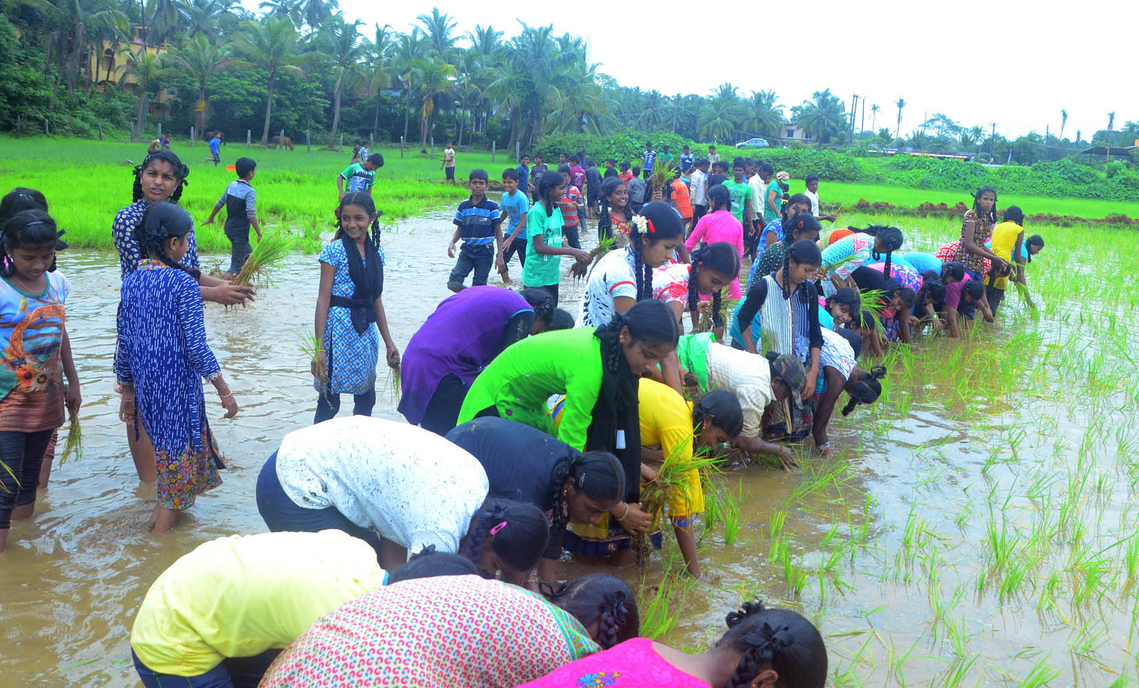 ಗದ್ದೆಗಿಳಿದು ನೇಜಿ ನೆಟ್ಟ ಕಟಪಾಡಿಯ ವಿದ್ಯಾರ್ಥಿಗಳು